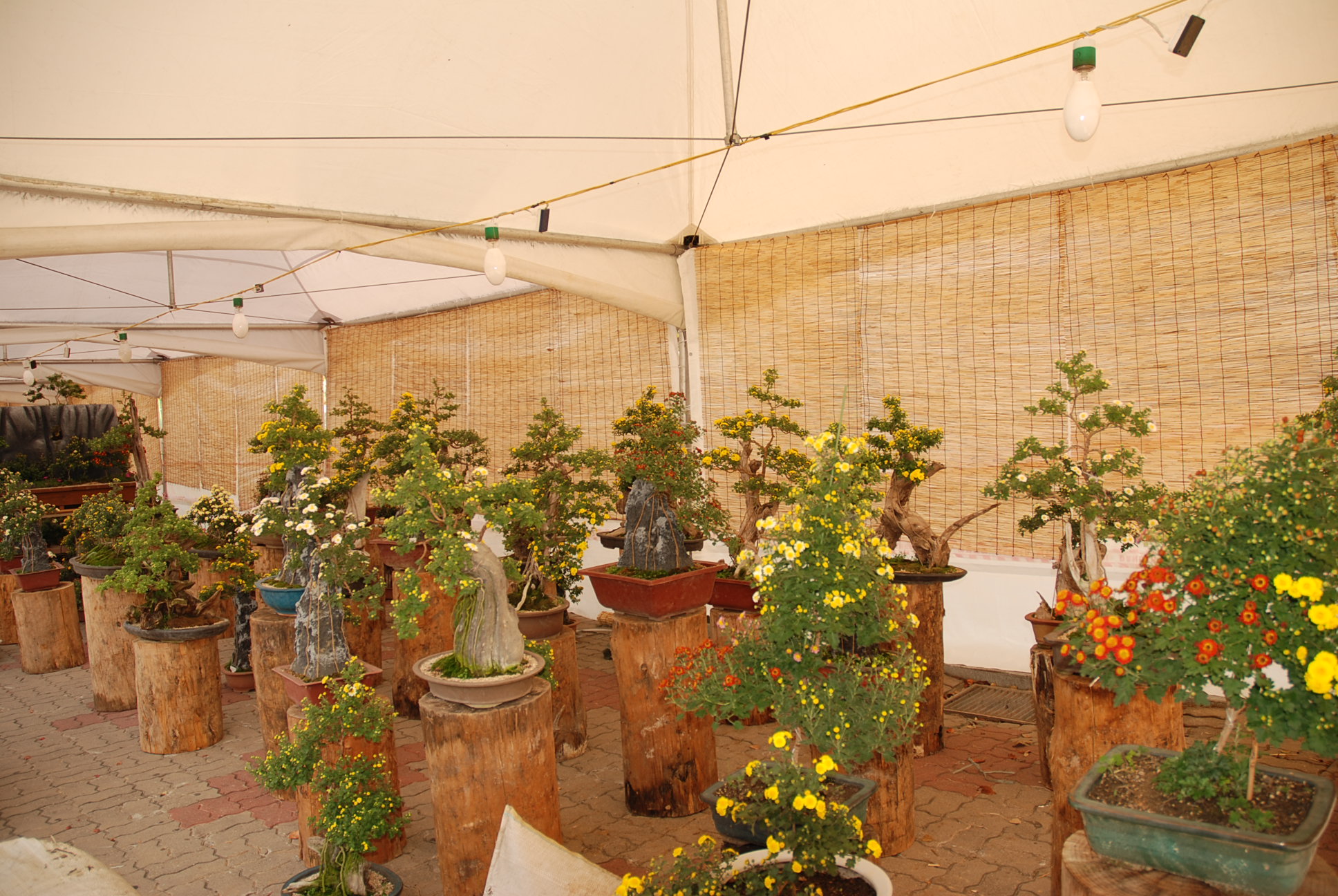 dsc_0067_copy.jpg