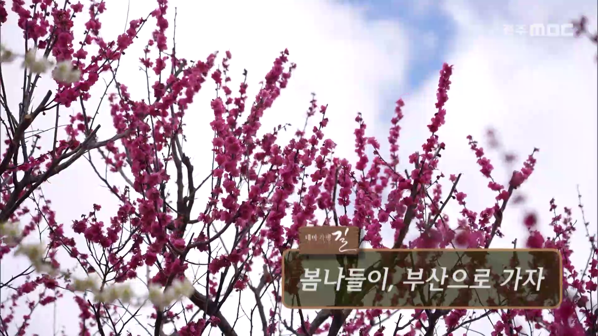 부산 봄 나들이