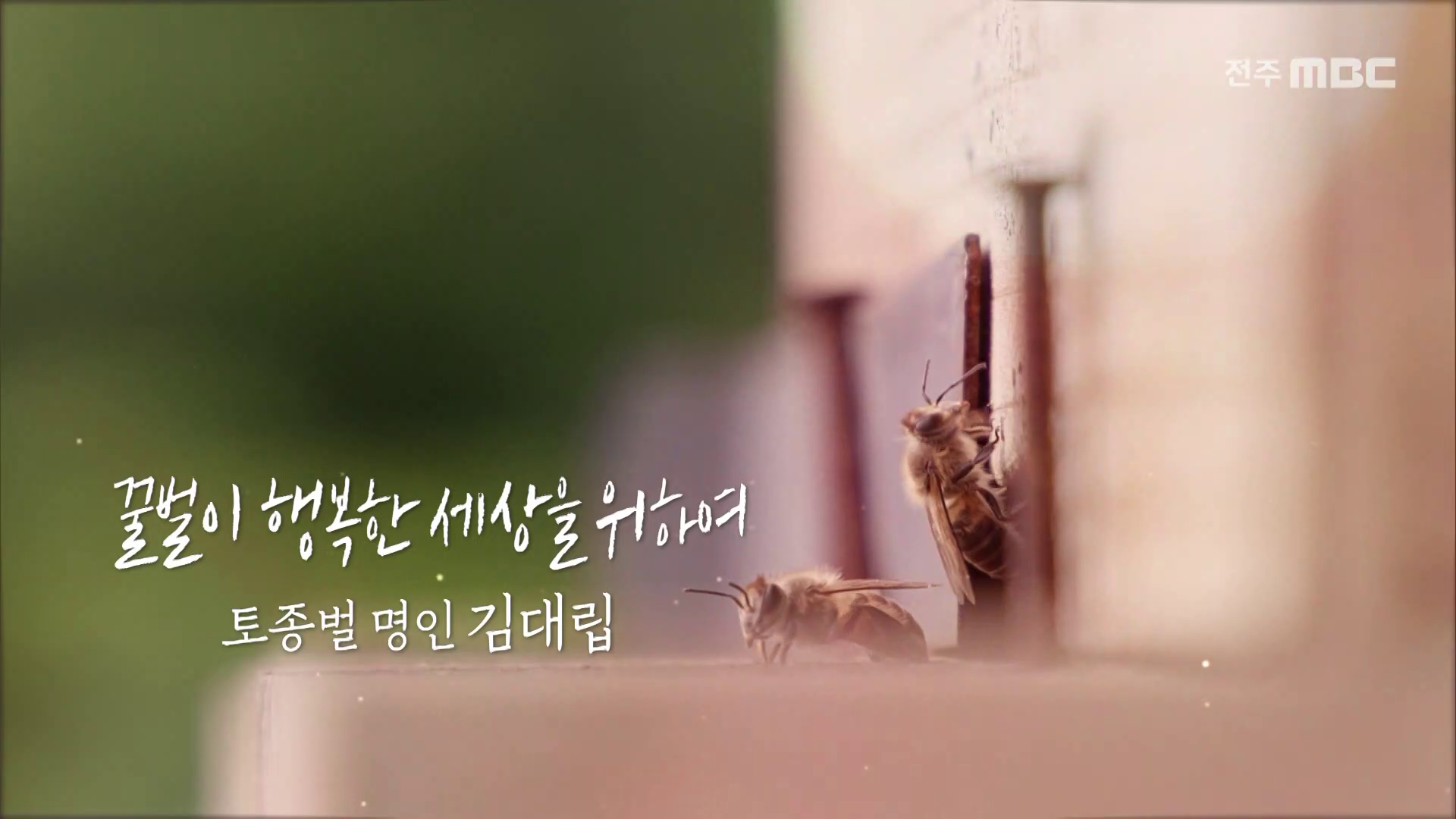 꿀벌이 행복한 세상을 위하여 - 토종벌 명인 김대립