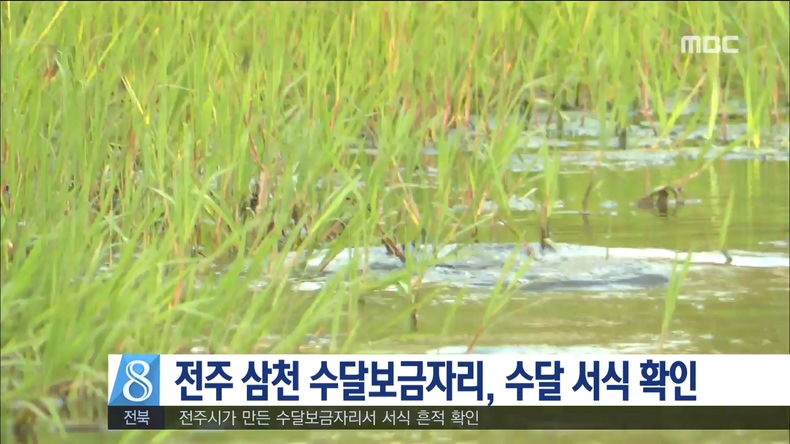 수달보금자리에서 수달 서식 확인