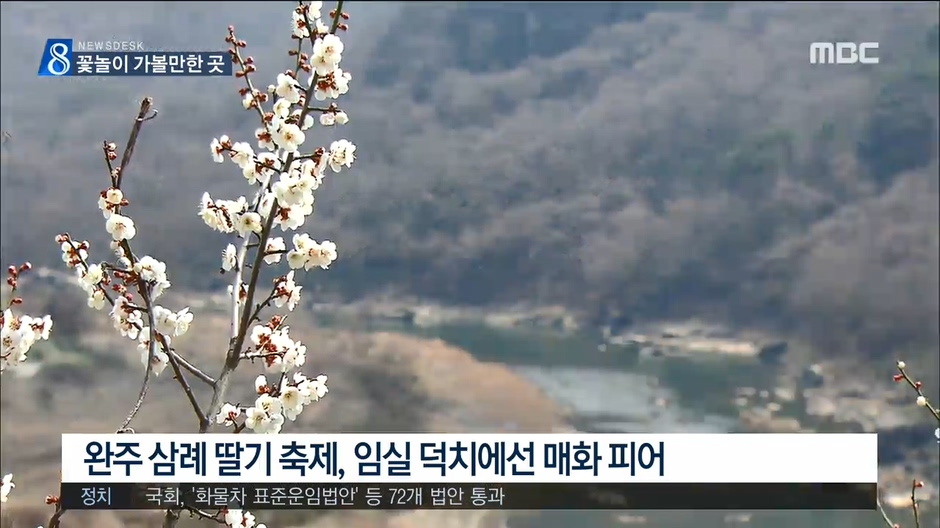 봄 축제도 '활짝