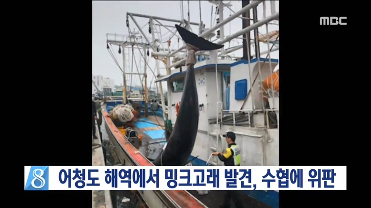 밍크고래 포획