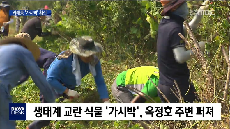 외래종 '가시박' 확산