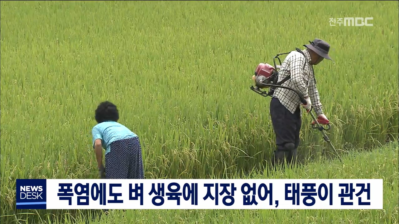 폭염에도 벼 생육 지장 없어