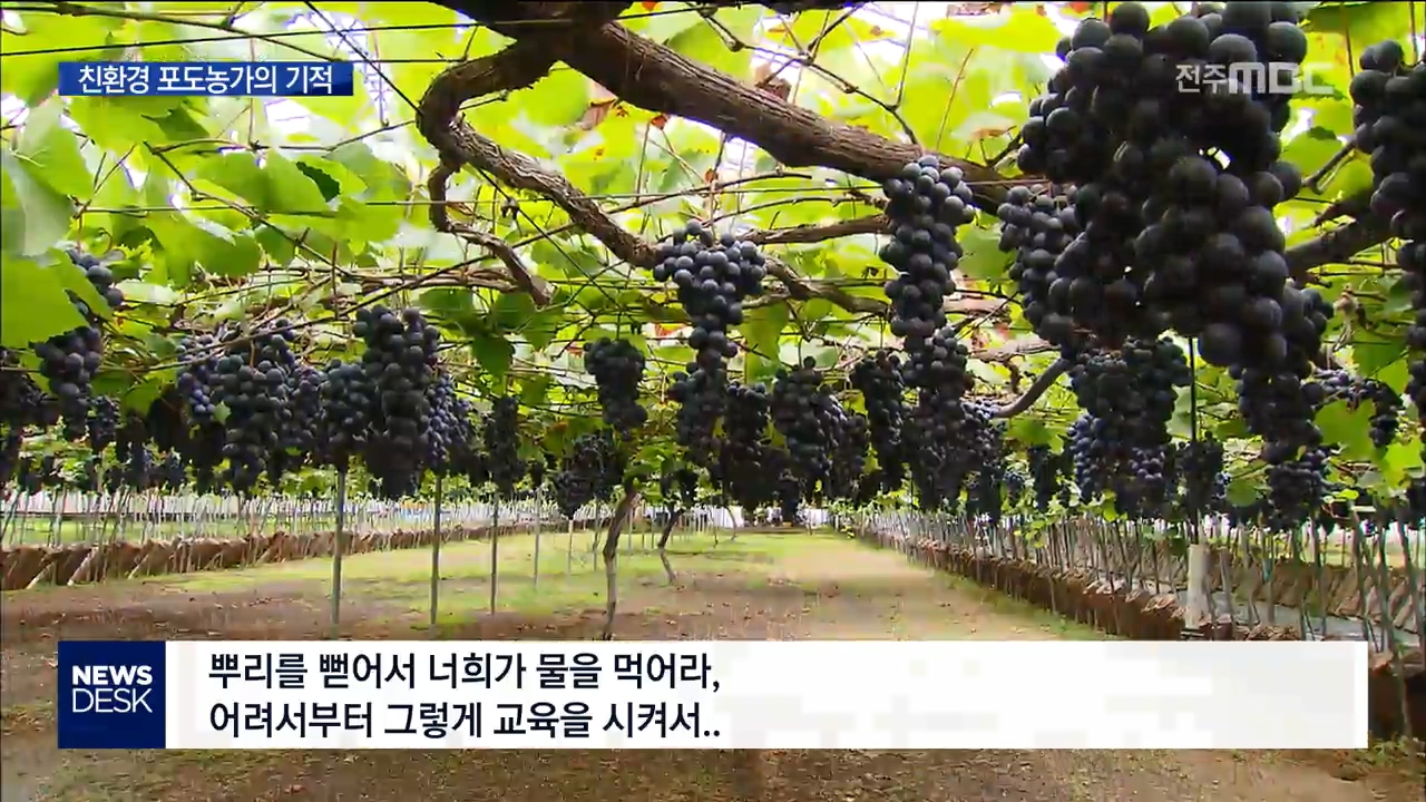 전주] 5천 송이 기적의 포도나무