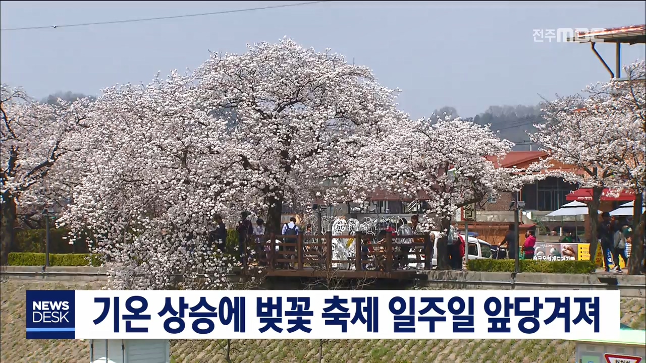 이른 봄에 벚꽃 축제 일주일 앞당겨