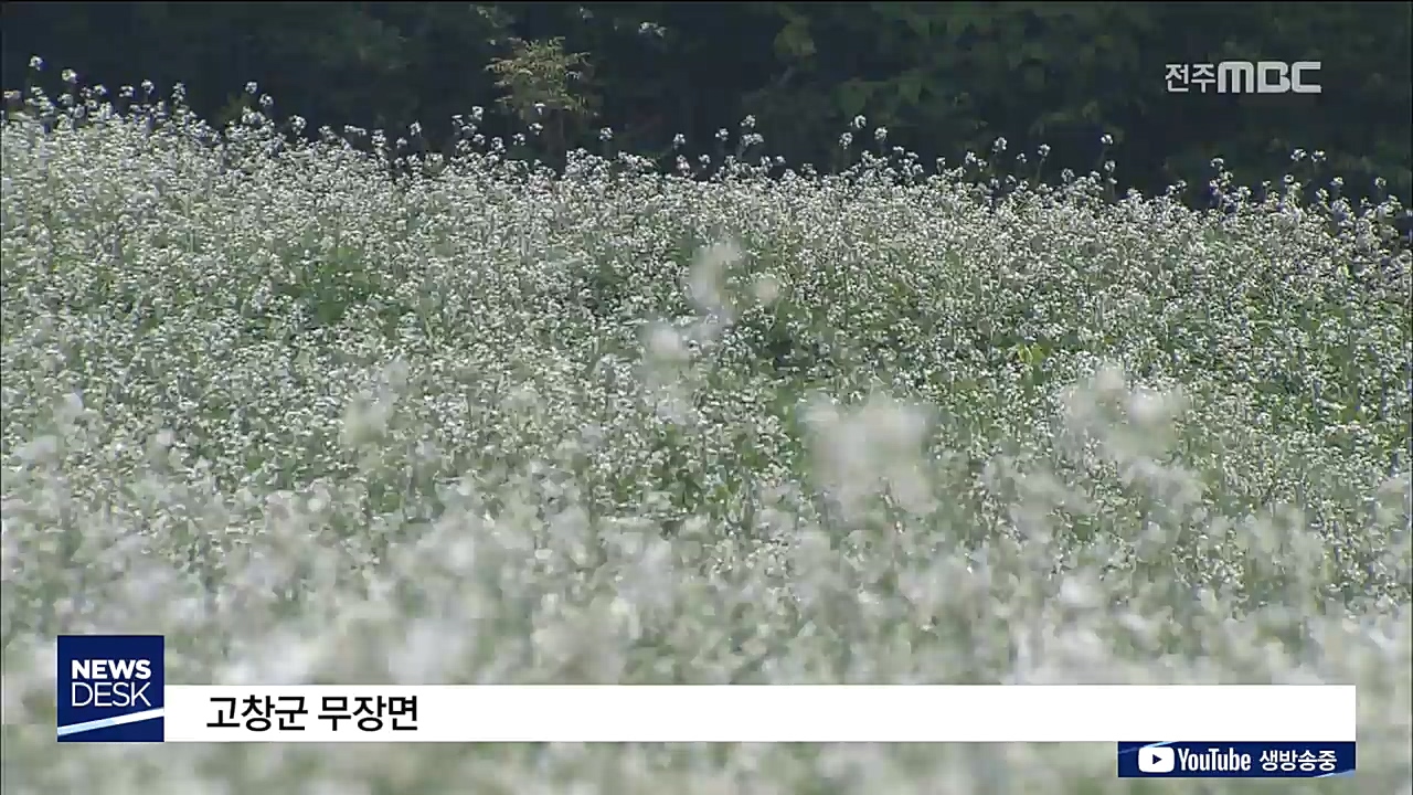 때 아닌 무꽃 밭, 이유는