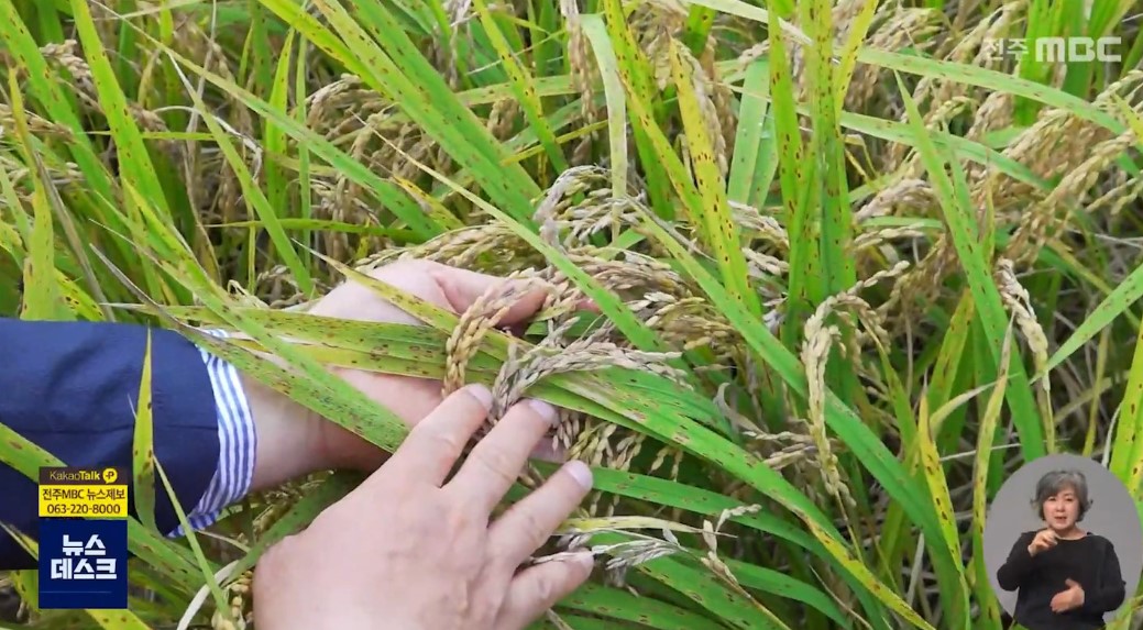 '지난해 도내 벼 병해충 피해, 평년 5~17배'