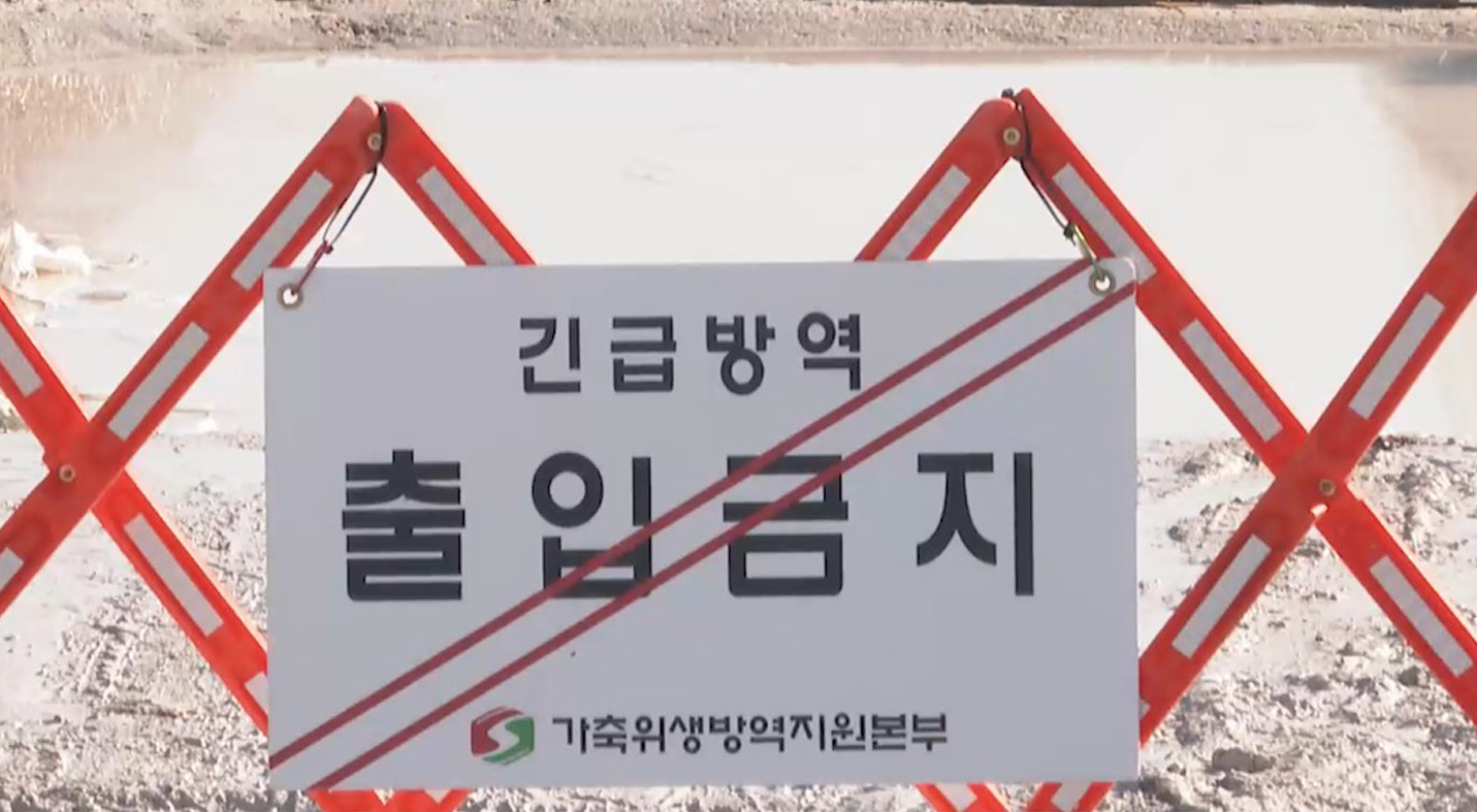 김제서 고병원성 조류인플루엔자 의심축, 정밀 조사 진행