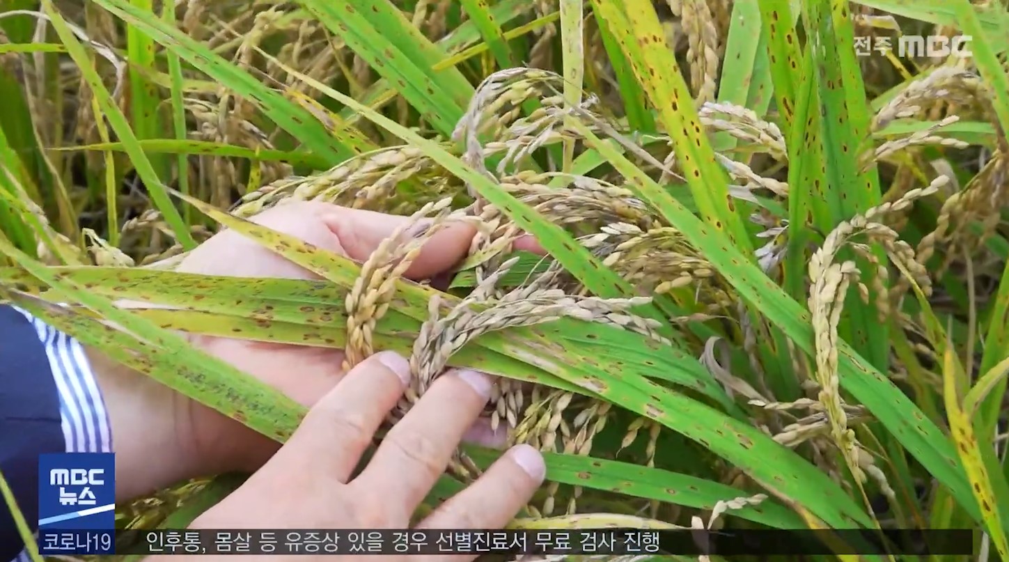 벼 병해충 피해 농업재해로 인정, 복구비 지원