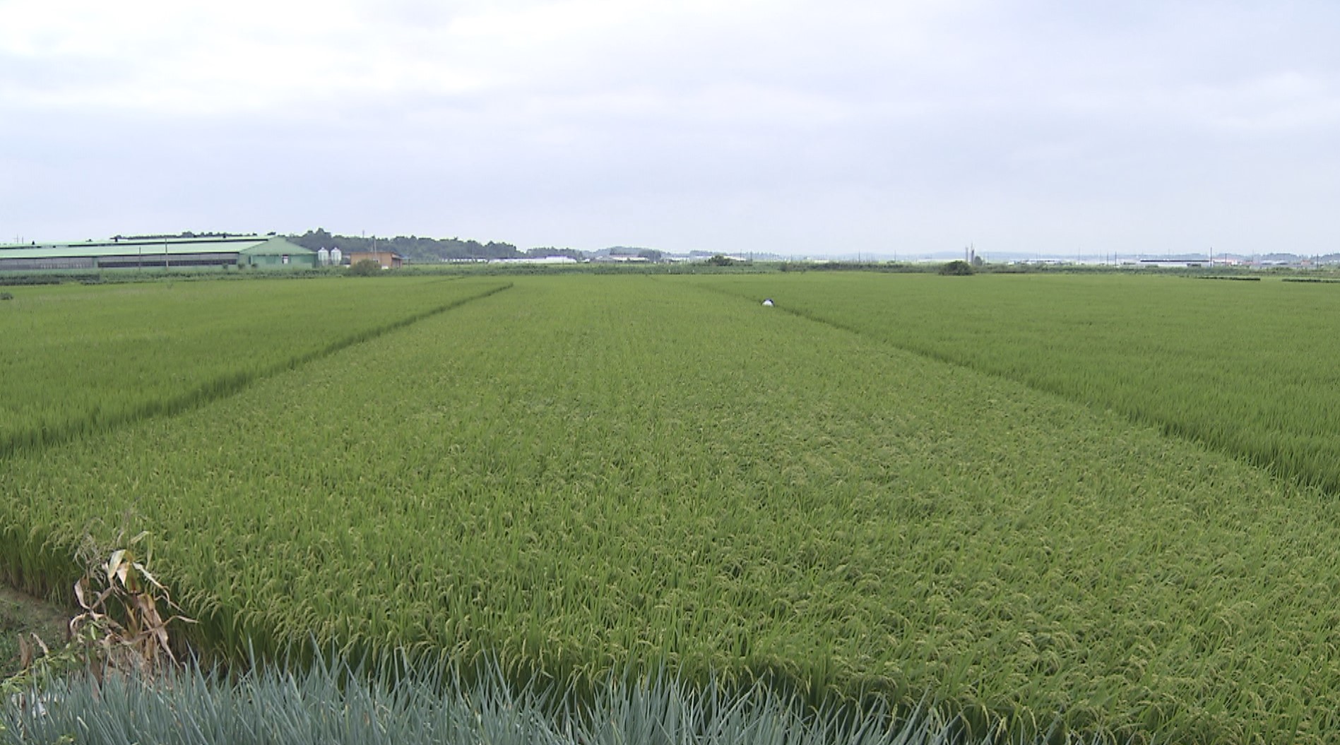 작년 전북 경지면적, 전년 대비 1.1% 감소