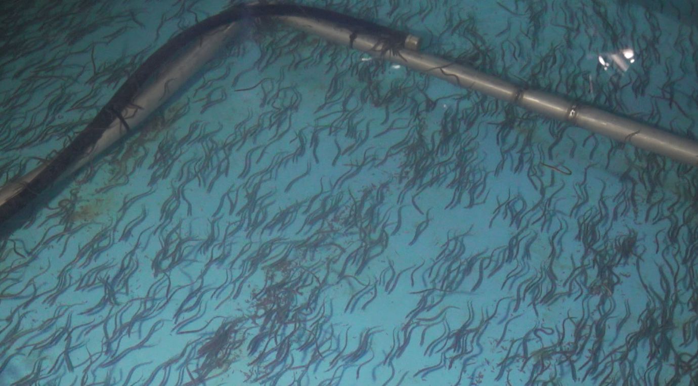 군산해경, 5월까지 실뱀장어 불법조업 단속