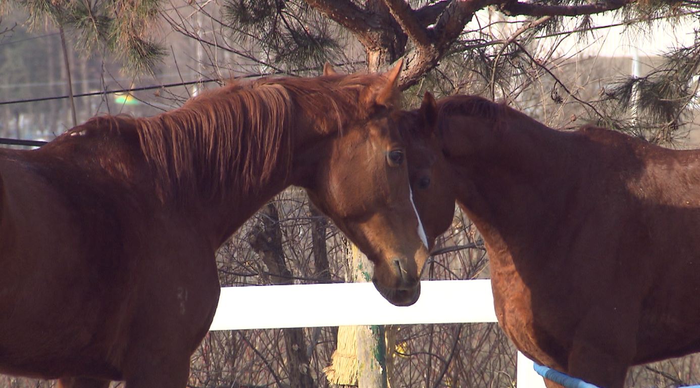익산 공공승마장 개장..승마 대중화 견인