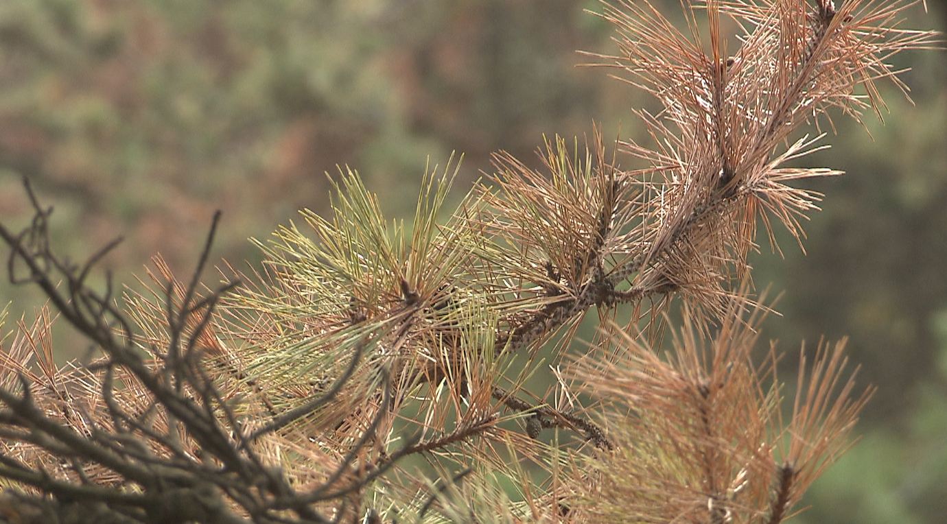 전북도, 소나무 재선충병 확산 방지 위해 방제 작업