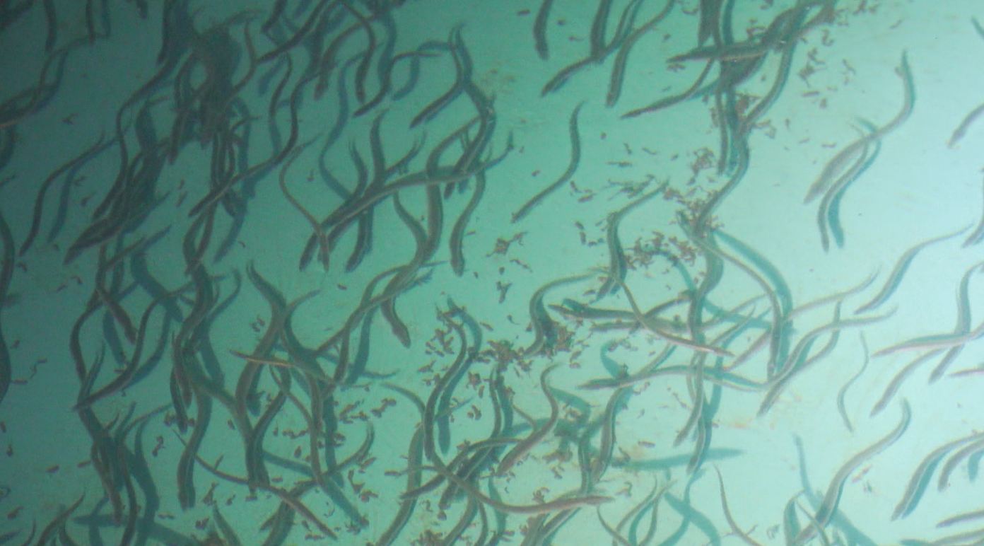 4월까지 실뱀장어 불법 포획행위 특별 단속