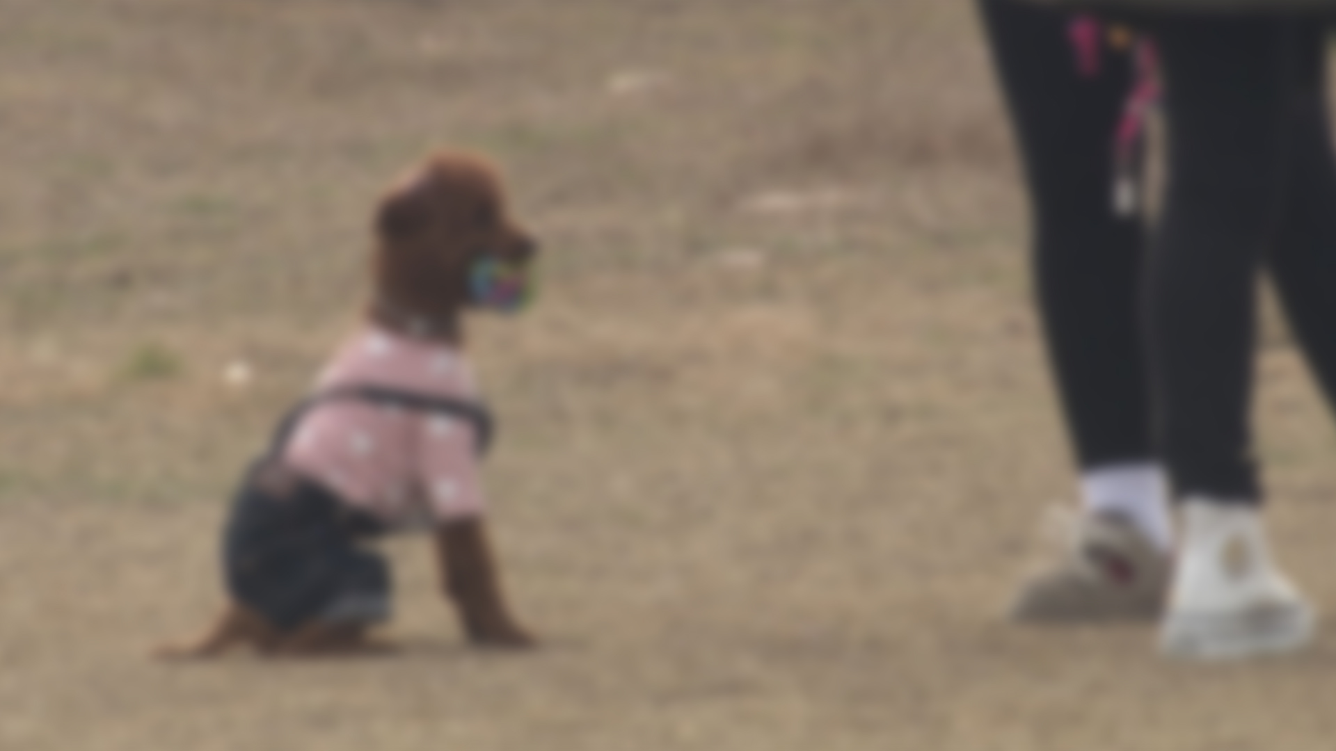 군산시, 상반기 광견병 예방접종 실시