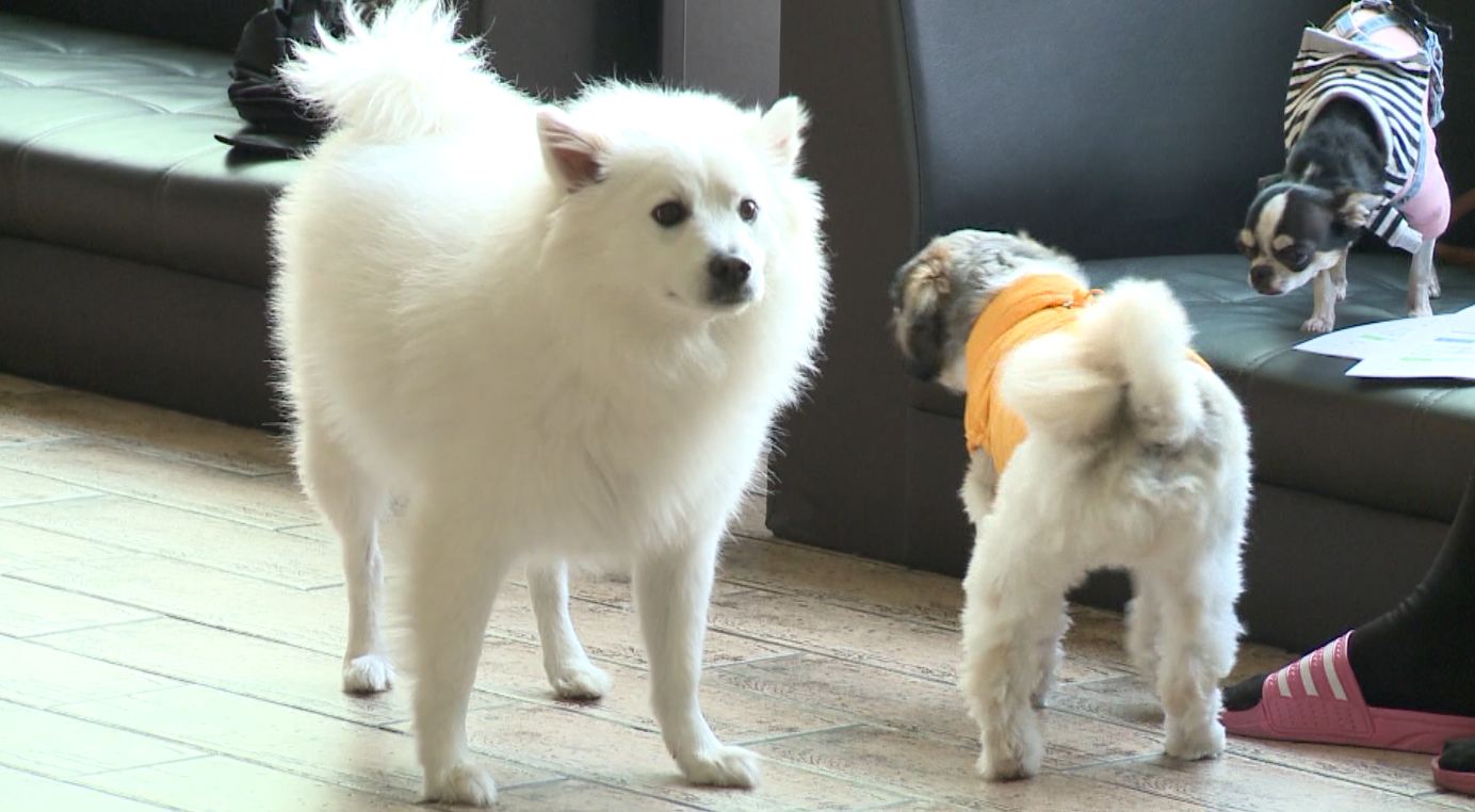 전주시, 내장형 동물등록 칩 시술비 3만 원 지원