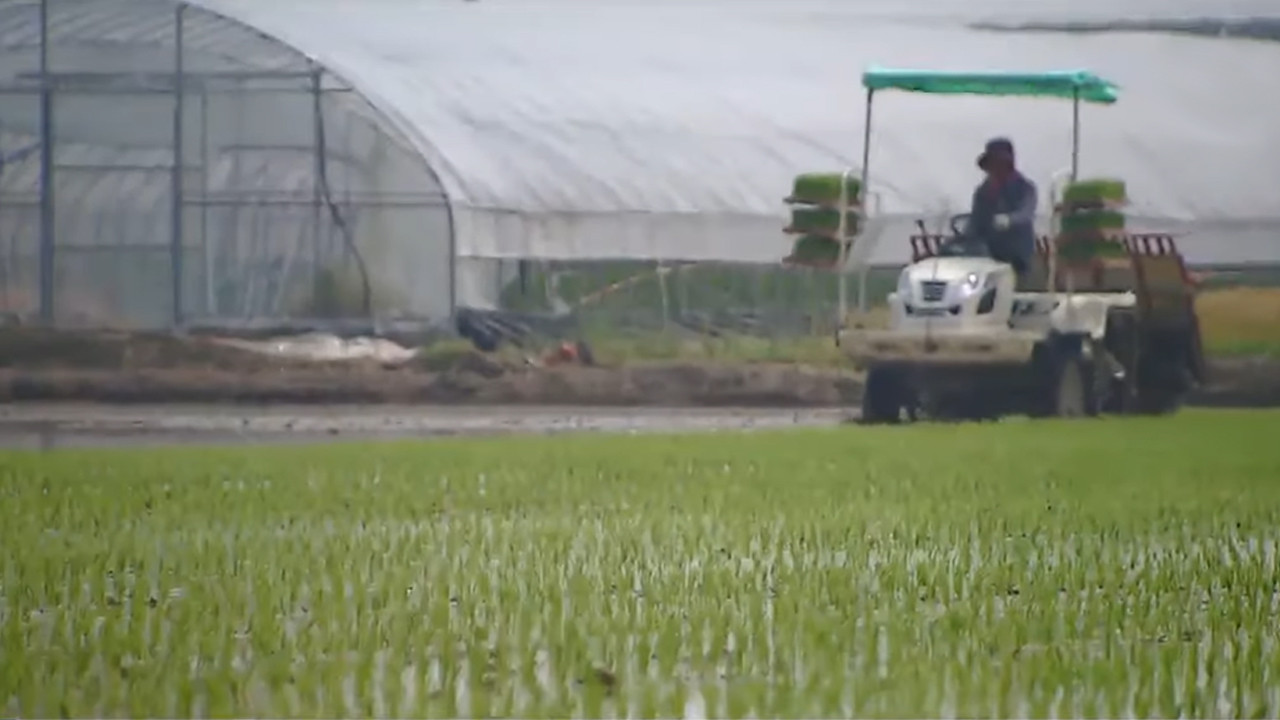 군산 첫 모내기..8월 수확 후 햅쌀 판매
