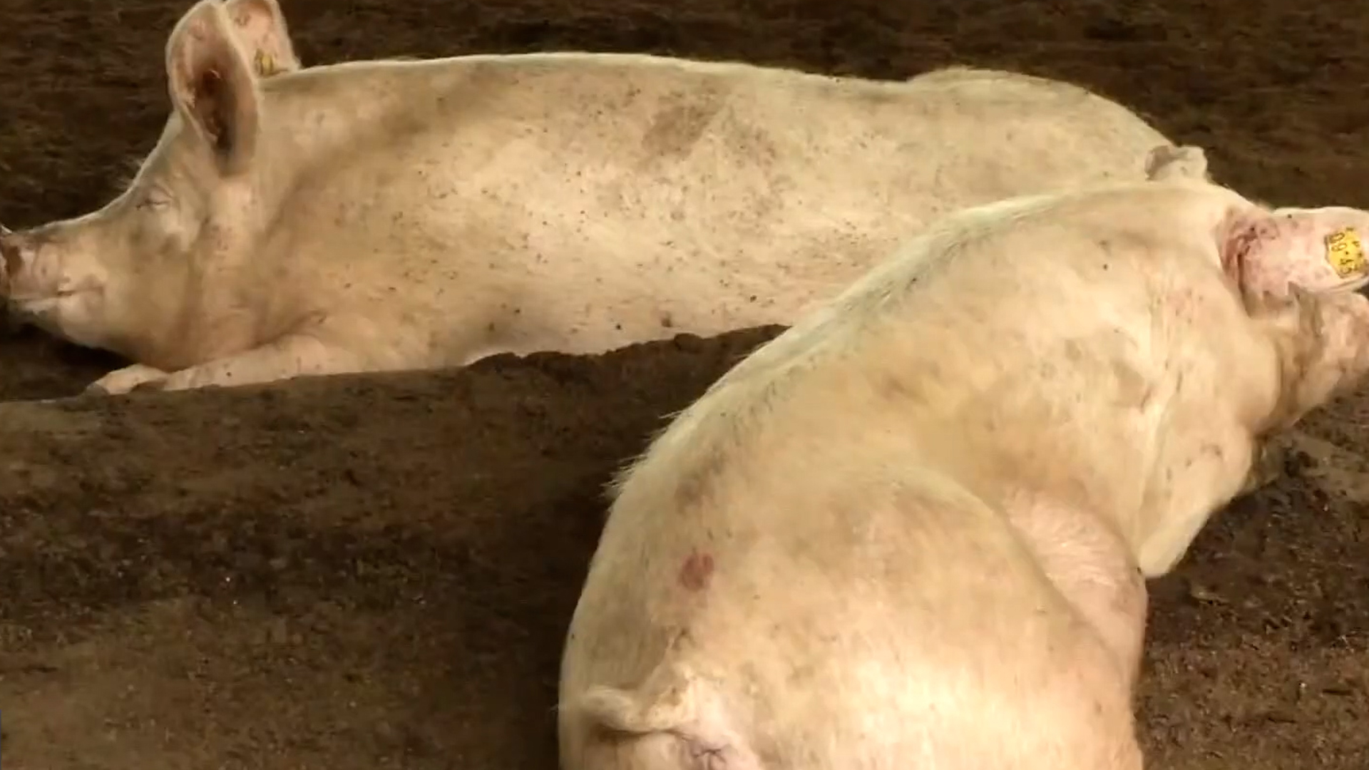 돼지유행성설사병 주의보 발령..백신 접종 서둘러야