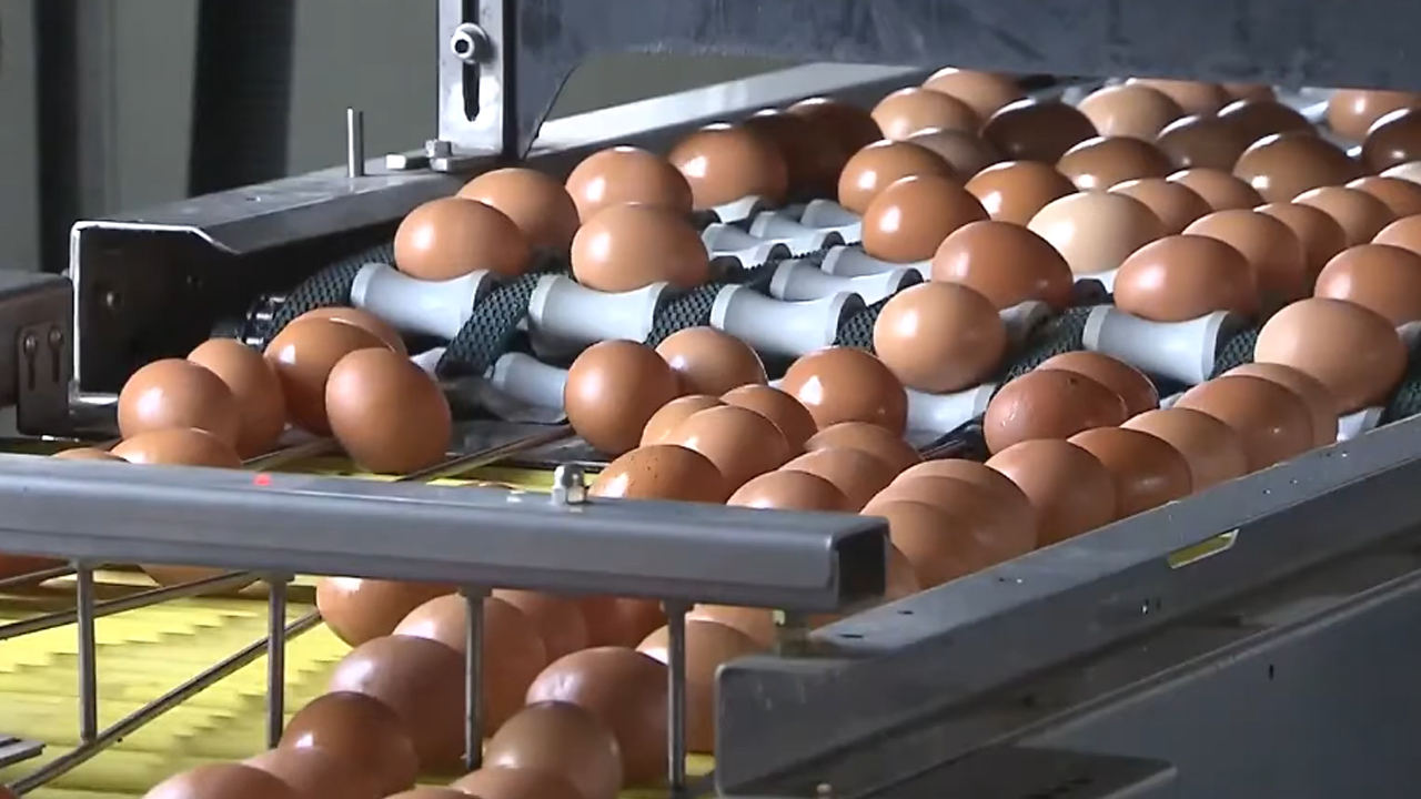 계란 값 급등..국제 곡물 가격 상승 때문