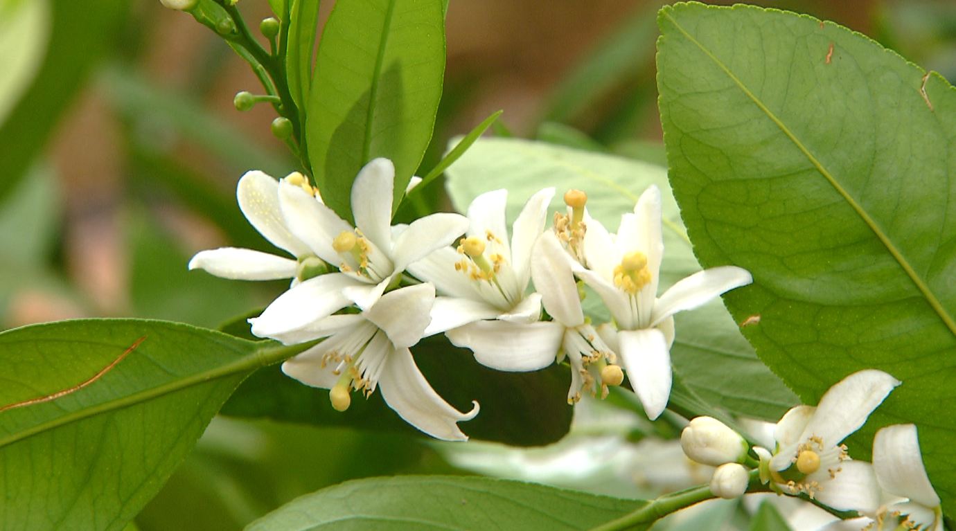 더위 잘 견디는 온대 과일..기후변화 적응 연구