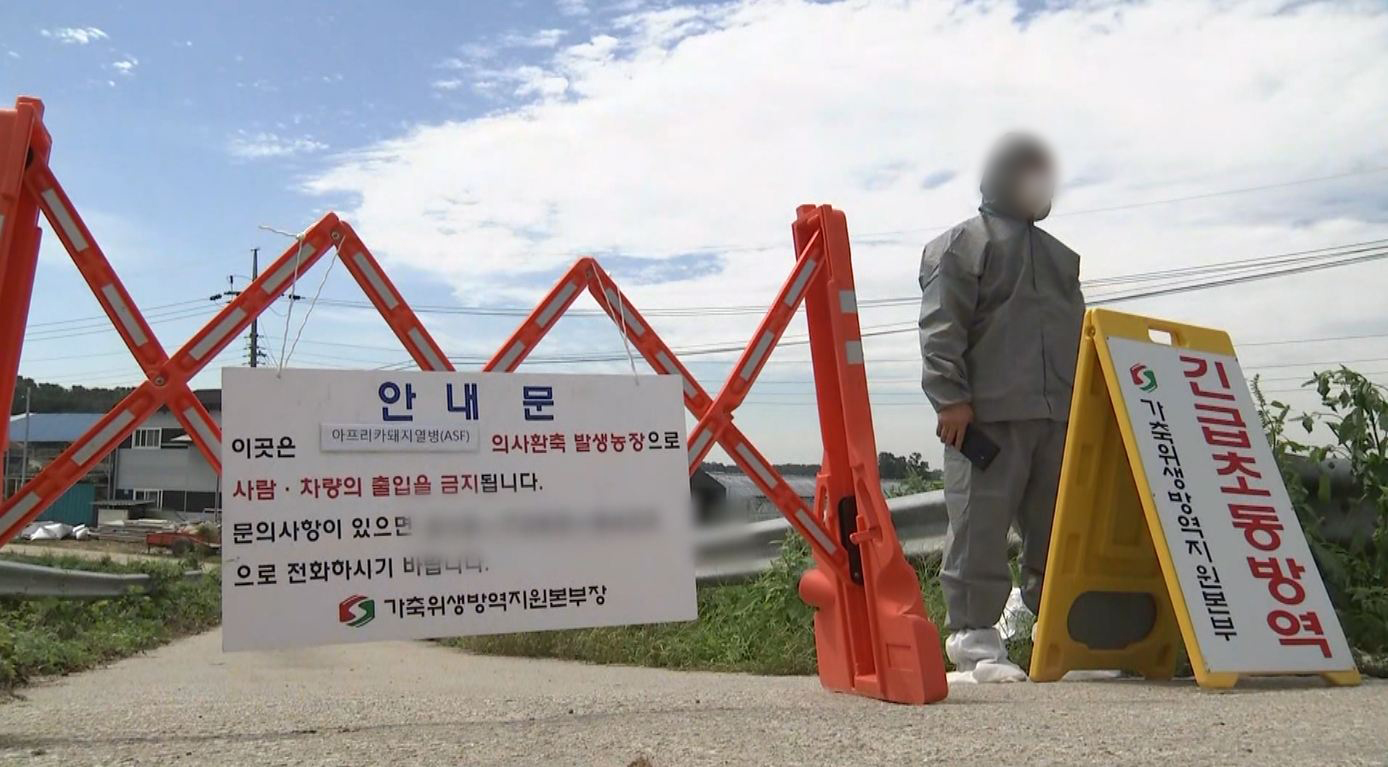 강원도 홍천에서 아프리카돼지열병 발생..방역 강화