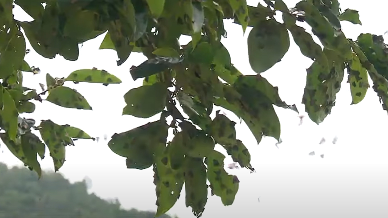 6월 초까지 외래 해충 초기 방제 시작