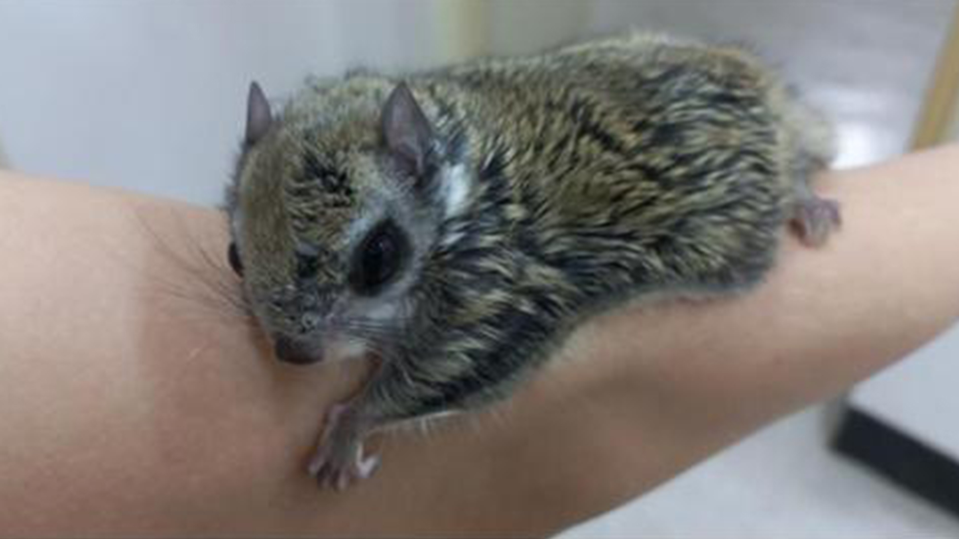 천연기념물 하늘다람쥐 구조 뒤 '자연 품으로'