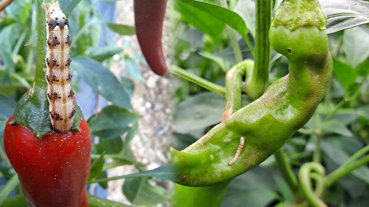고추 생산량 떨어뜨리는 담배나방..열매로 들어 가기 전에 잡으세요