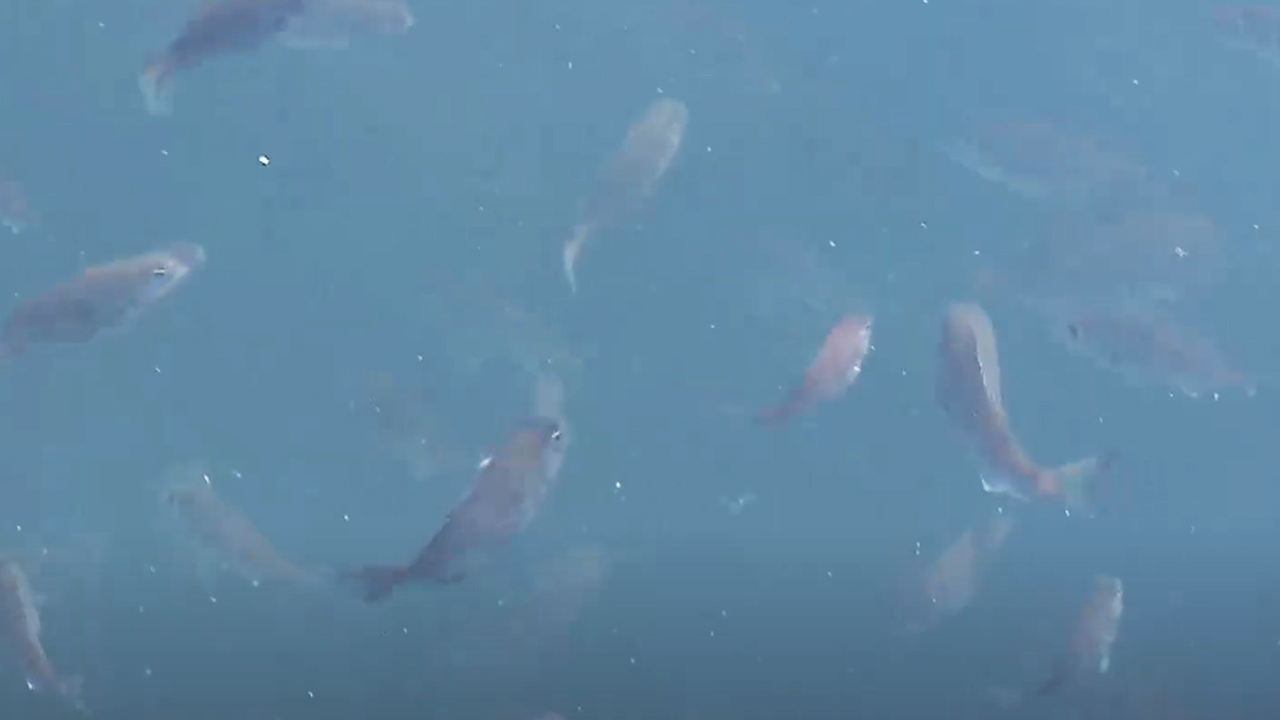 전북도내 1,307개 양식장 대상 '어류 이동병원' 운영