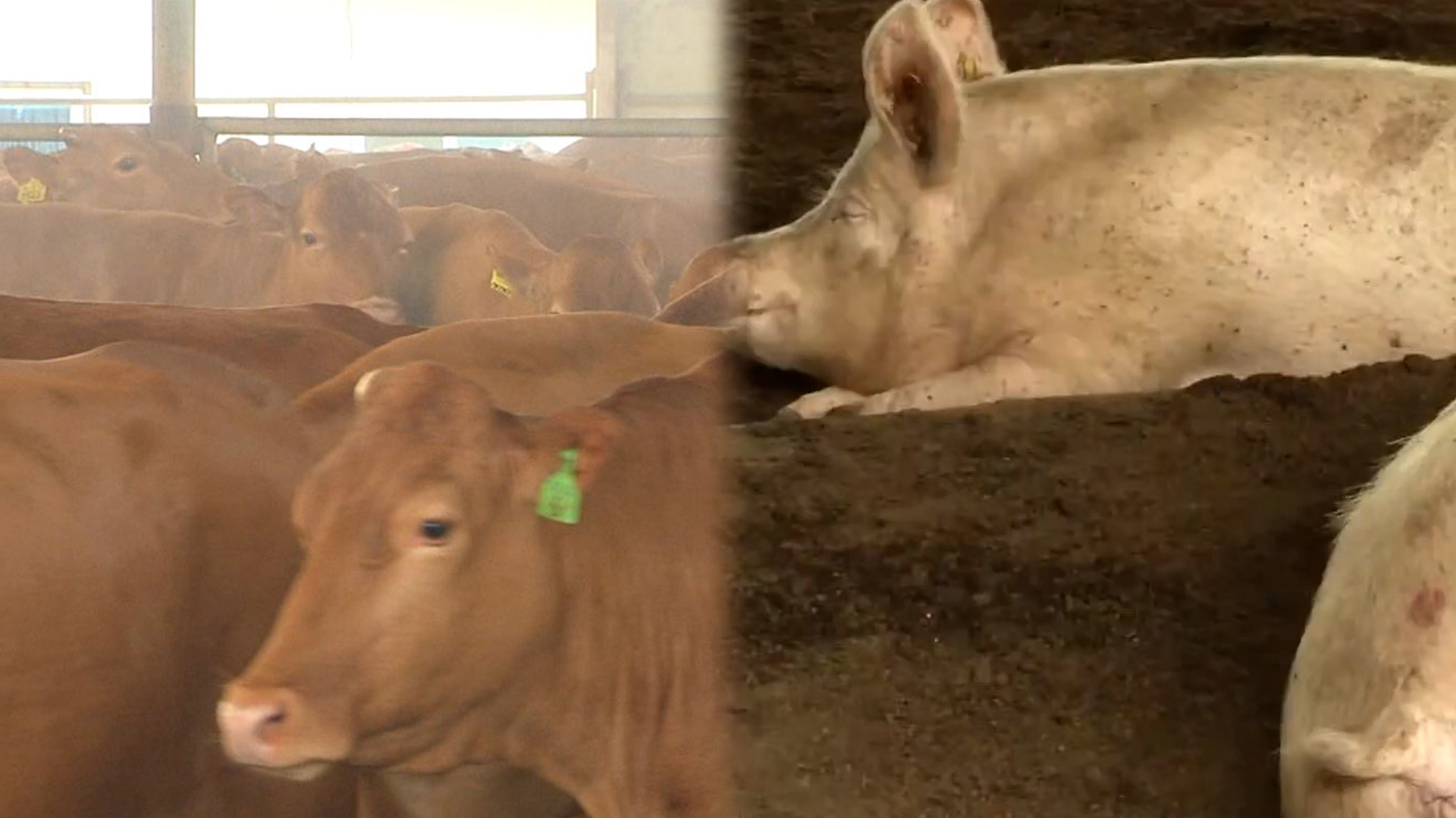 악취,자원화 등 축산 환경 개선 위해 180억 원 투자