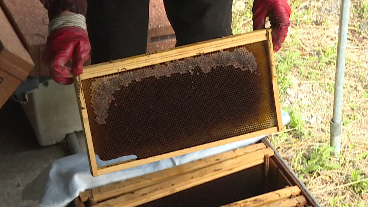 진안지역 양봉농가 벌통 12%가량 감소