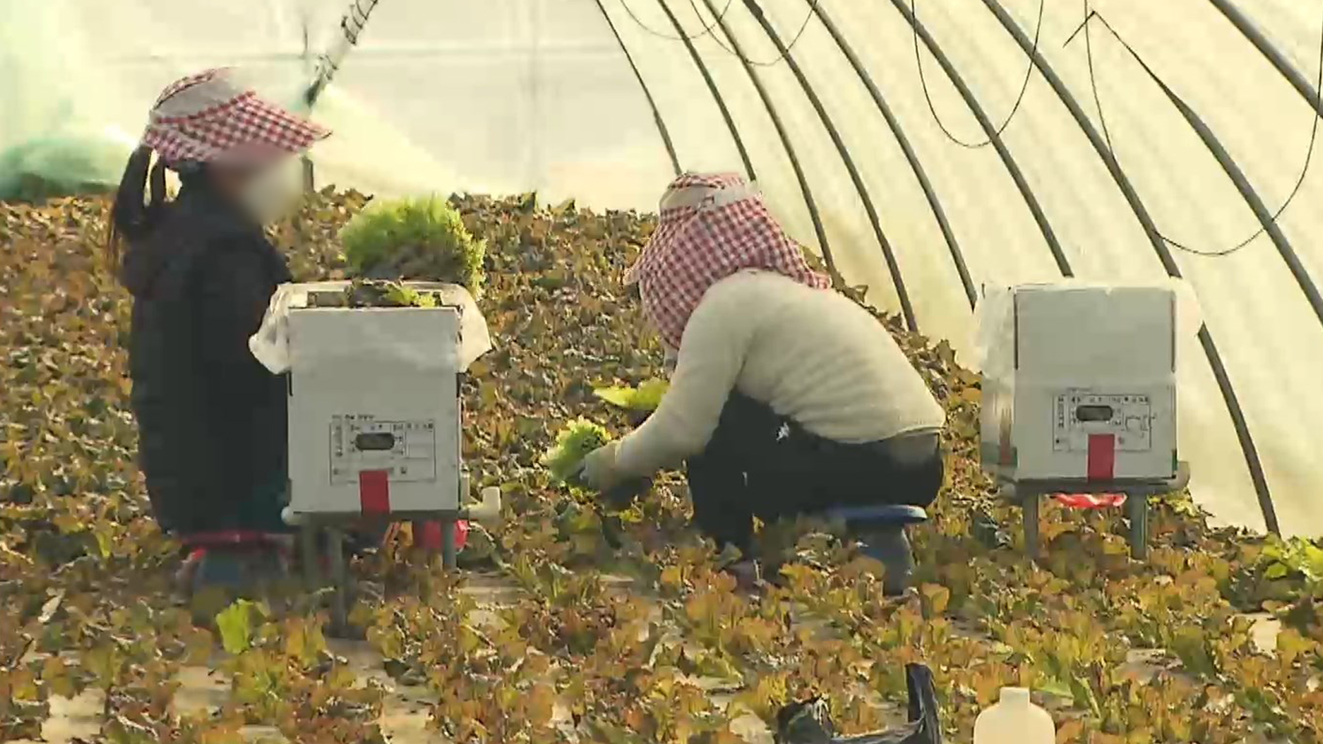 악화된 농촌 인력난..중개 인원 크게 줄어