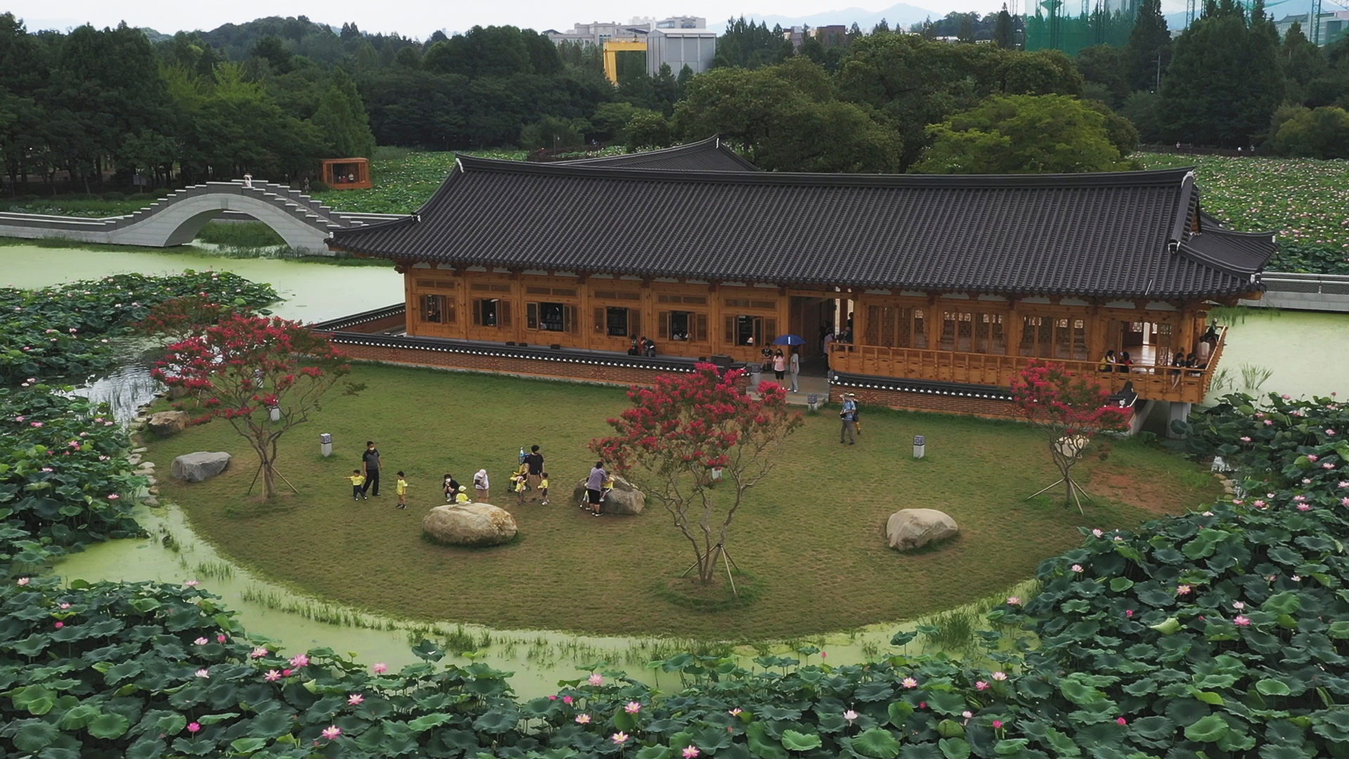 연꽃의 향연, 전주 덕진공원