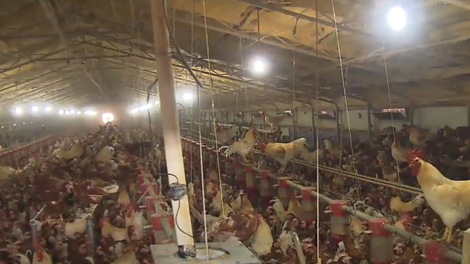 비 온 뒤 무더위 계속.. 농작물 가축 피해 우려