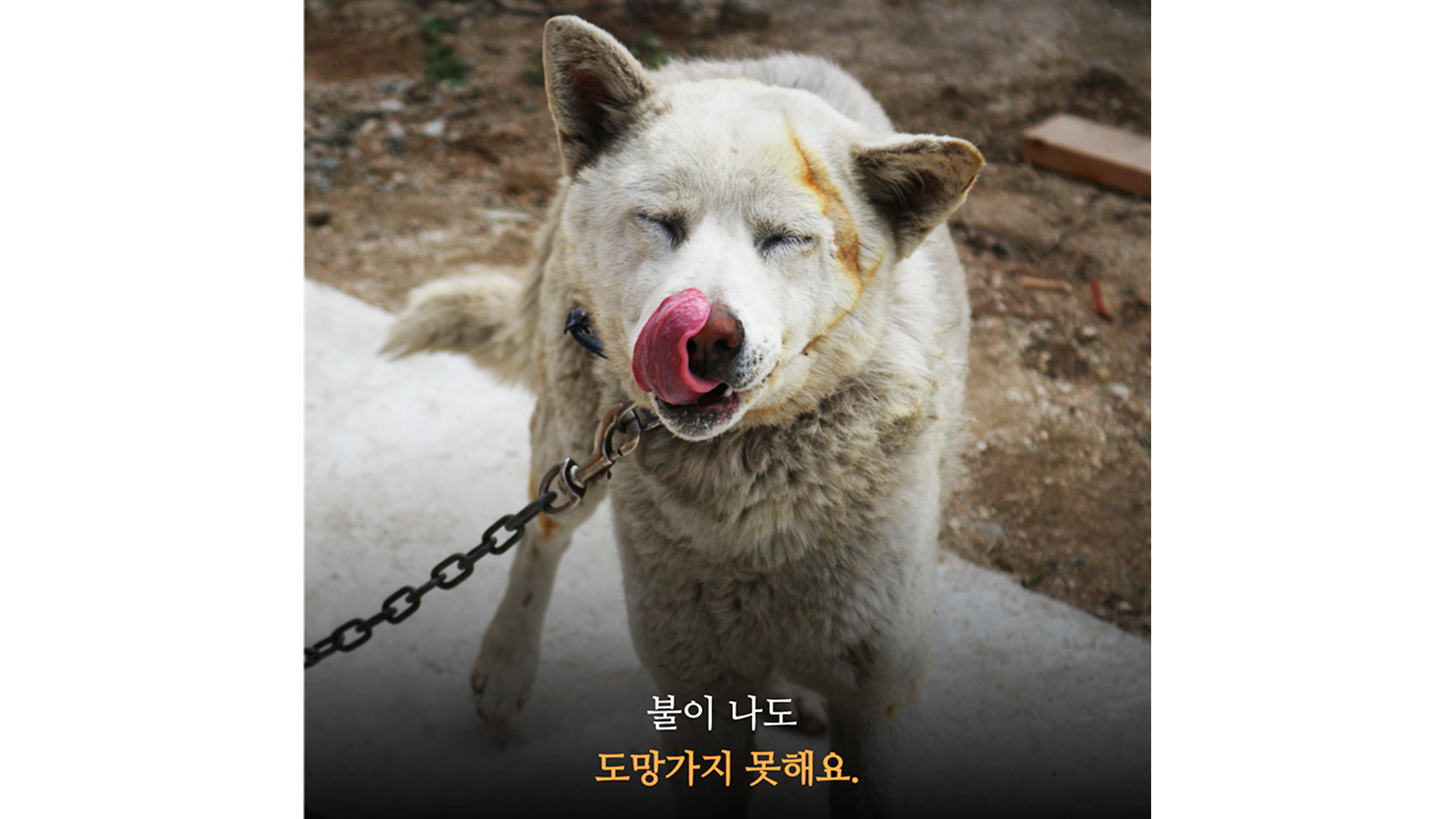 기획) 방치되고 있는 마당개... 얼굴 없는 학대견, 9살 ‘다정이’의 해방일지