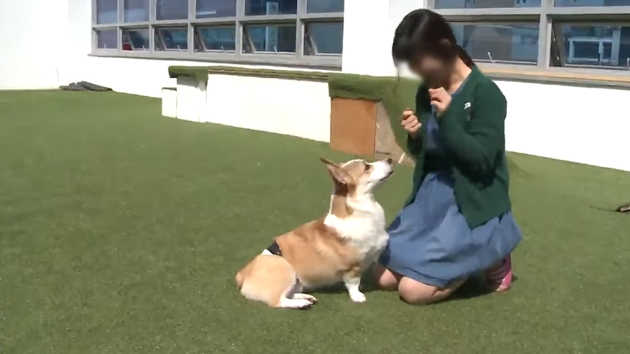 여름 휴가철 반려견 유기 방지 활동 강화