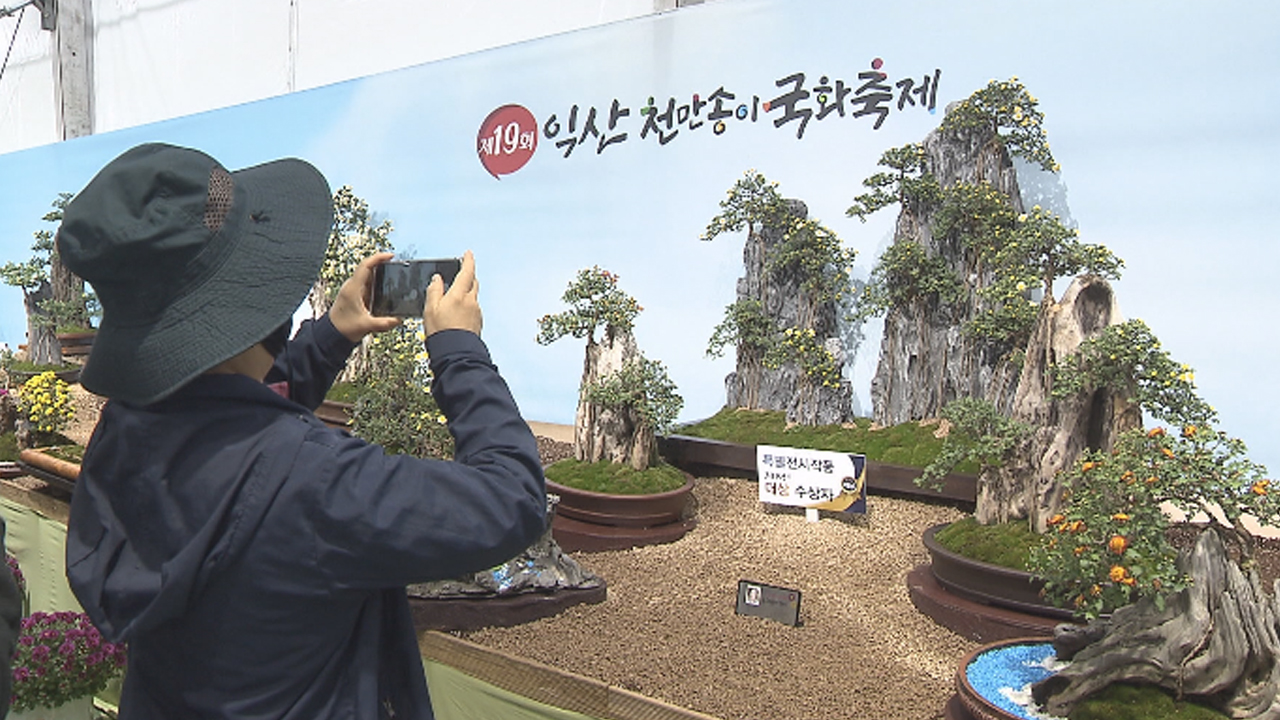 익산 천만송이 국화축제에 200여 점 분재 전시