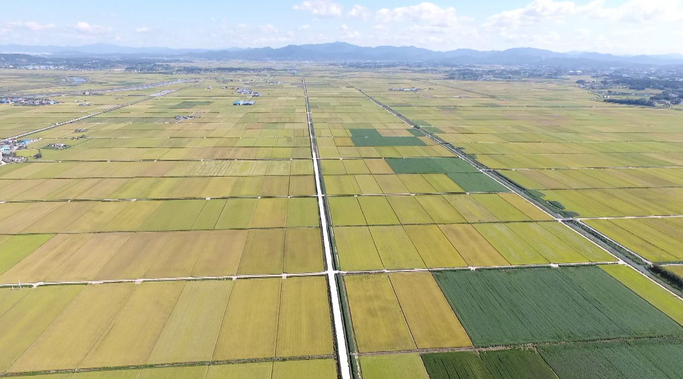 농지법 위반 의심 사례.. 내년 1월부터 처분 명령