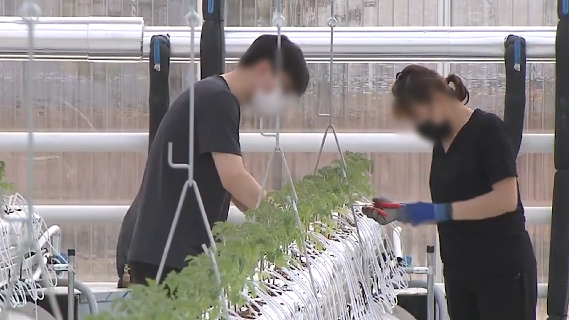 전라북도, 정부 임대형 스마트팜 조성사업 참여