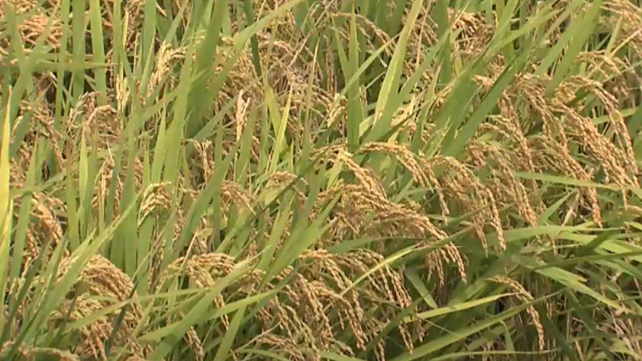 전라북도, 벼 재배면적의 5.1%를 타작물 재배로 전환