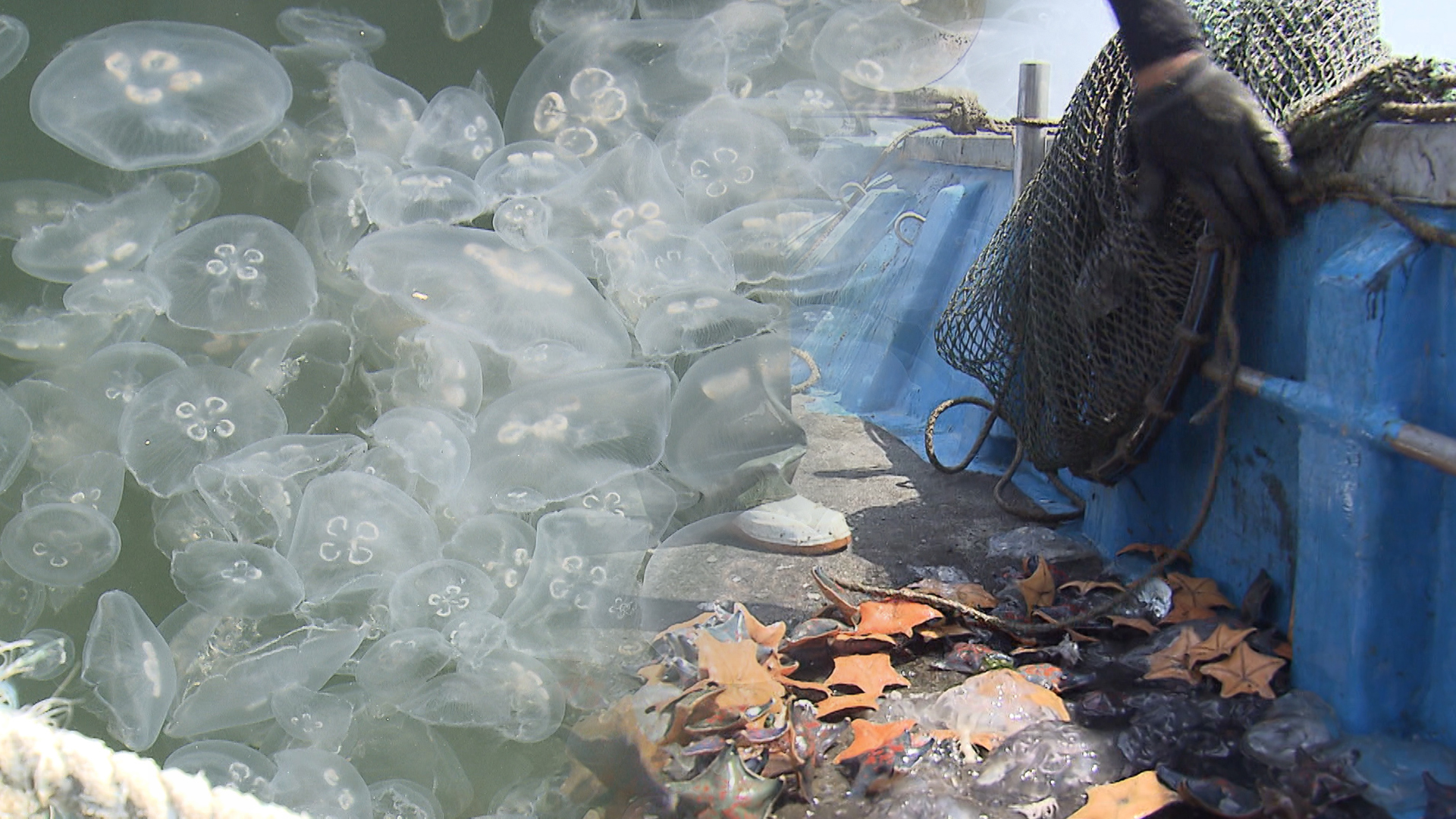 부안군, 보름달물해파리 구제..어업·인명피해 예방