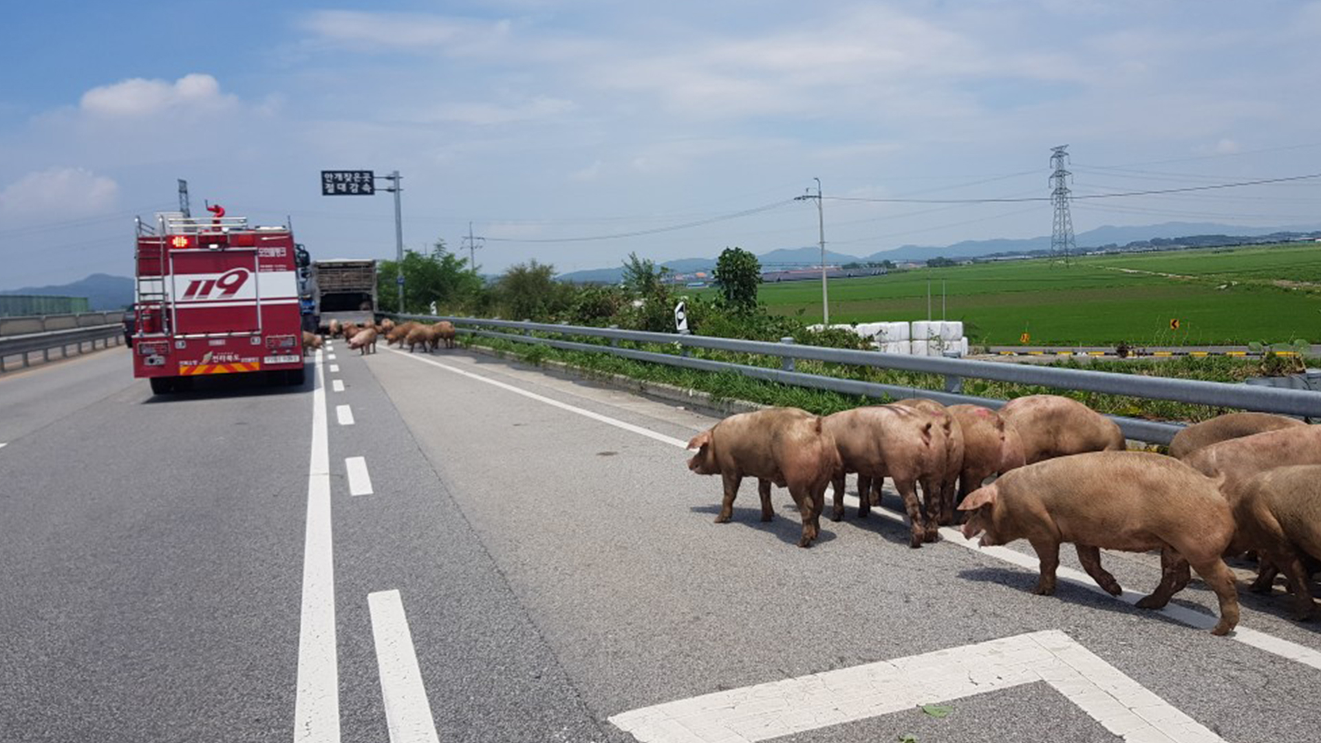 돼지 70마리 싣고 달리던 트럭 화재..돼지 포획 소동