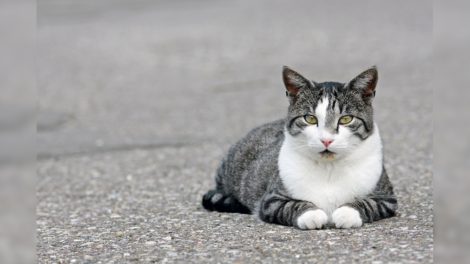 고양이 AI 발병, 전북지역 길고양이 포획 검사 실시