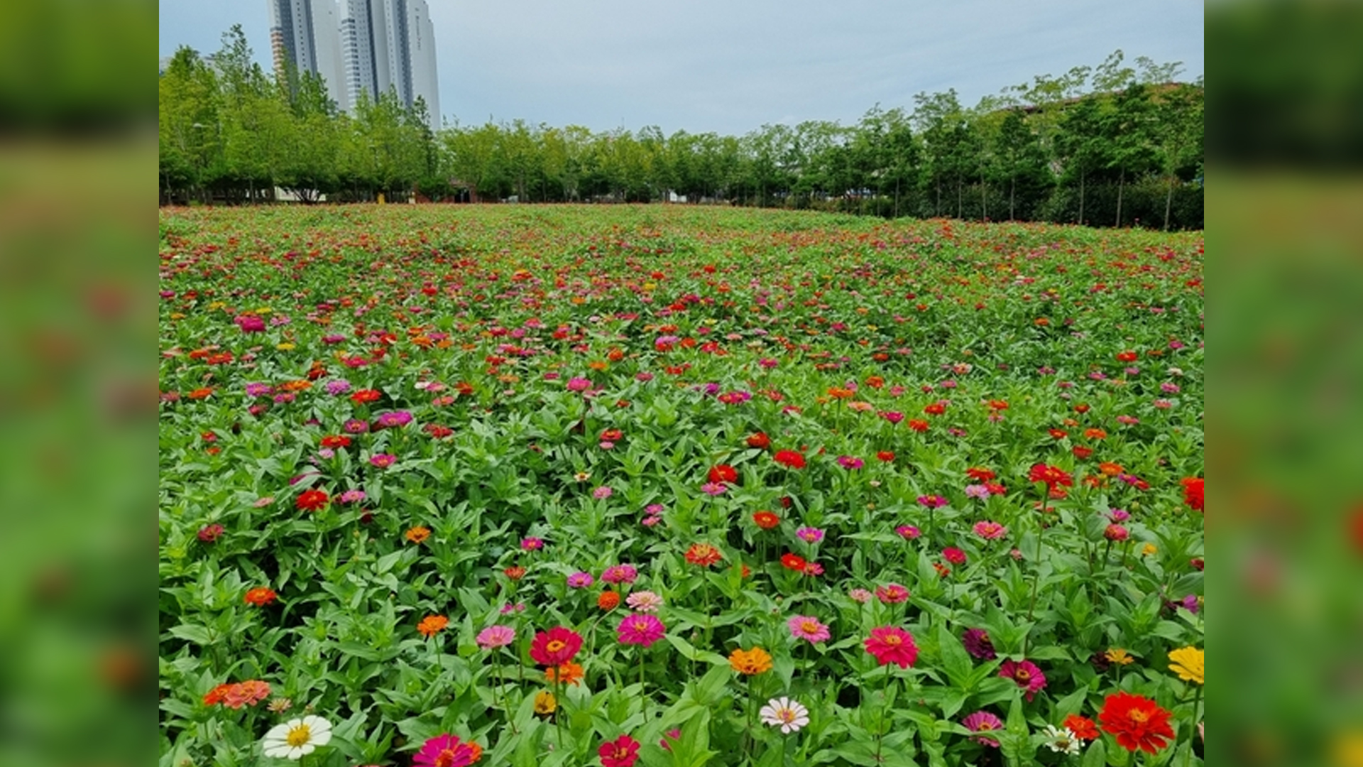 군산 금암동 유휴지에 백일홍 '활짝'