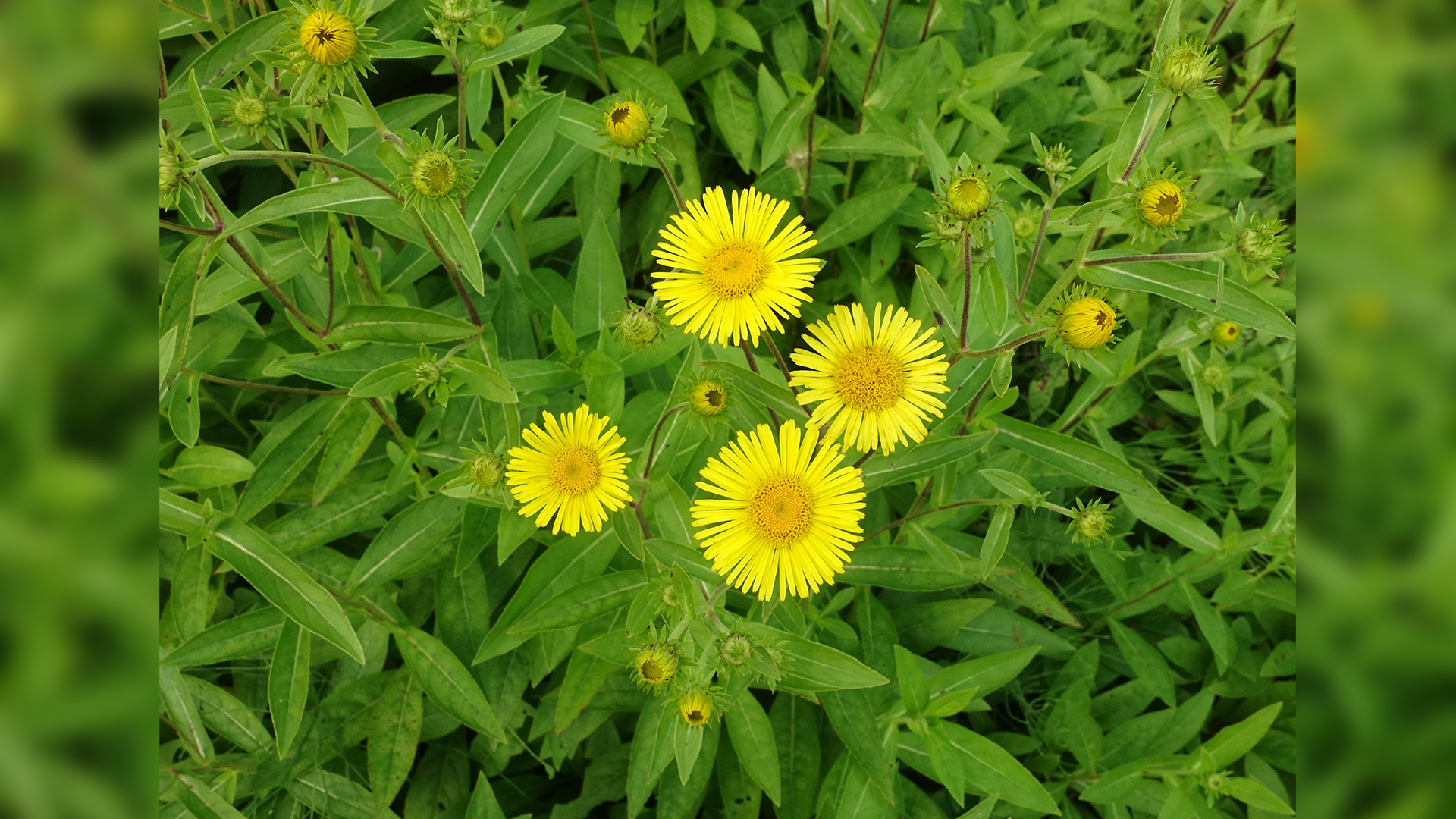 말린 '금불초' 신종 코로나바이러스 억제 효과