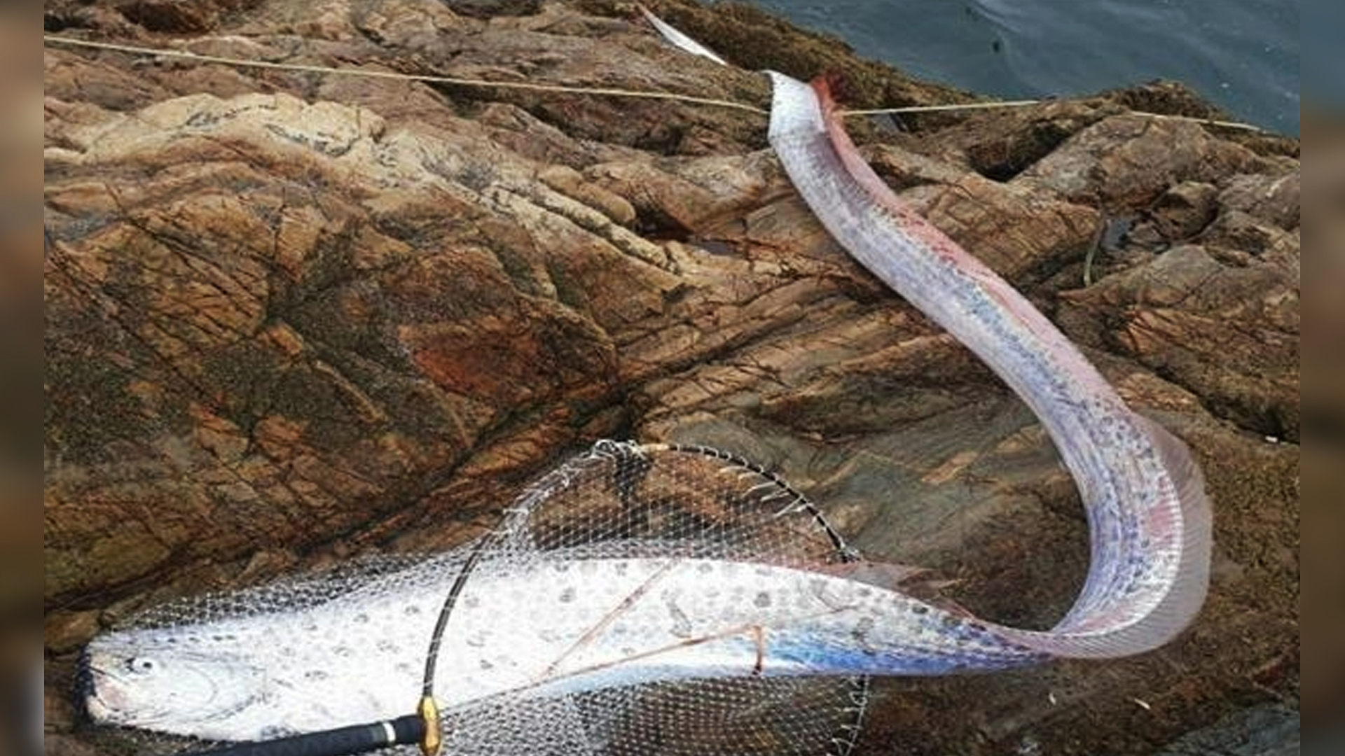 '심해 희귀 어종 산갈치' 군산 앞바다에서 잡혀.. 