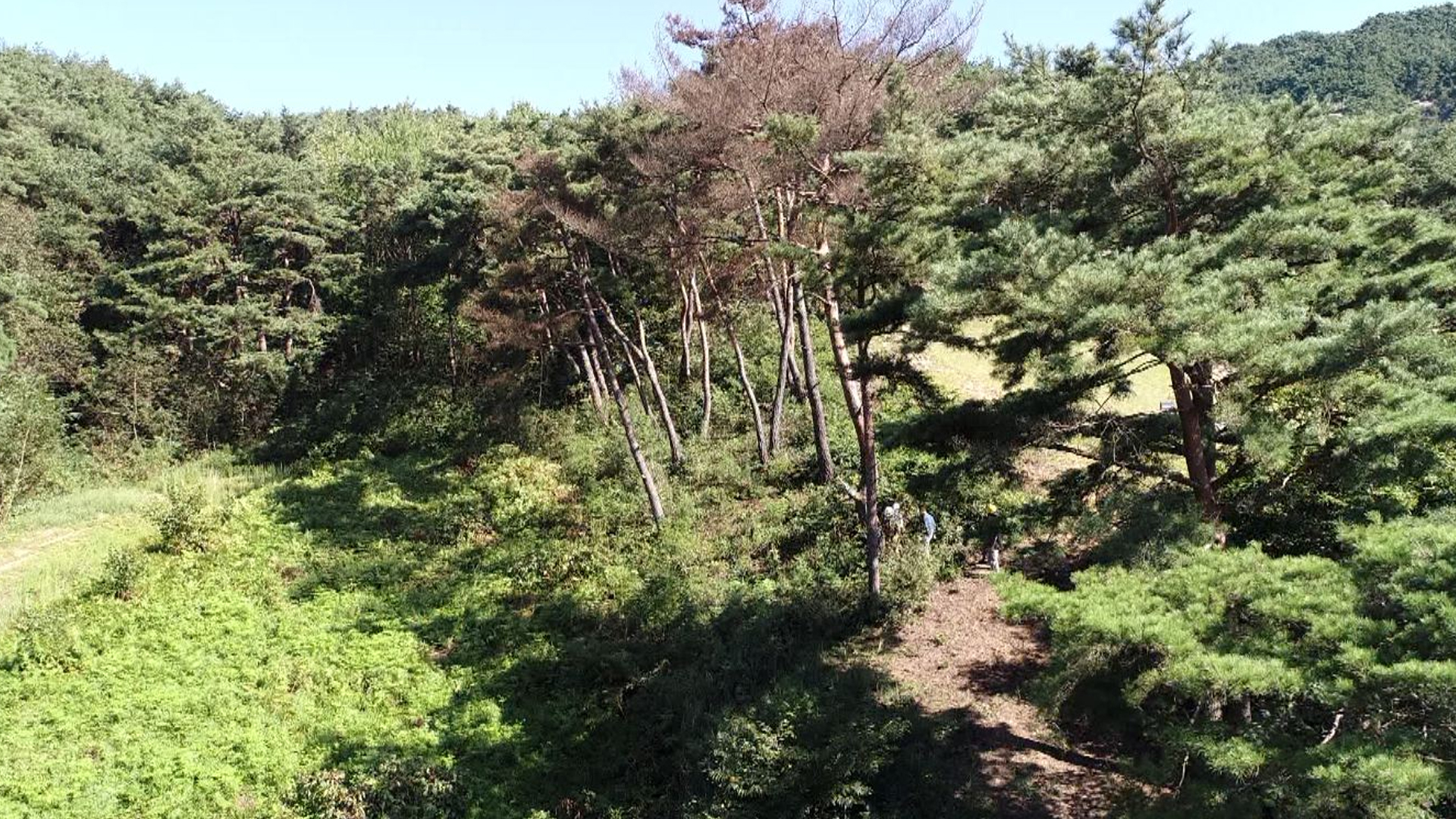 군산시, 소나무재선충병 선제적 방제 주력
