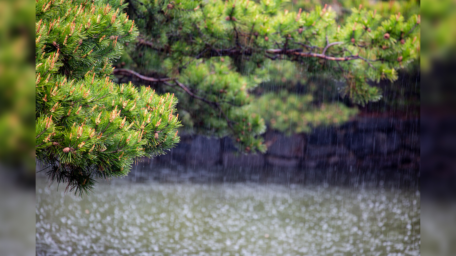 [전북날씨] 비 내리는 '처서'..더위는 주춤