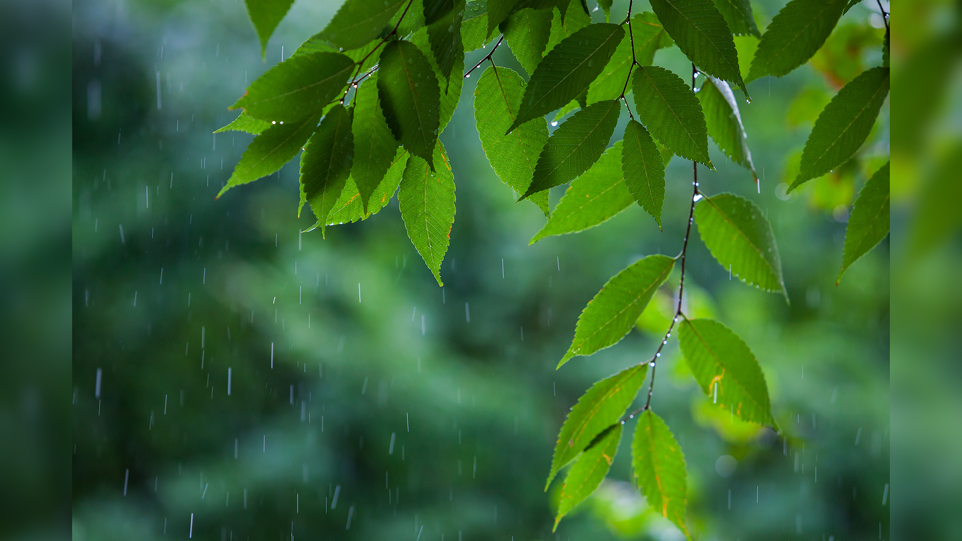 [전북날씨] 가을비 5~20mm..낮 기온 뚝 떨어져